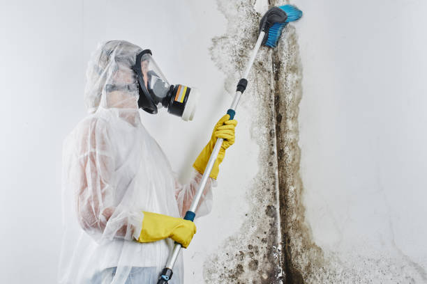 Best Mold Remediation for Specific Building Types in Creola, AL